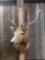 4x5 Elk Shoulder Mount Taxidermy
