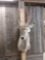 African Waterbuck Shoulder Mount Taxidermy