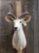 African Kudu Shoulder Mount Taxidermy