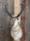 Pronghorn Antelope Shoulder Mount Taxidermy