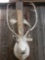 Caribou Shoulder Mount Taxidermy