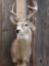 4x4 Whitetail Taxidermy Mount