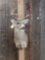 4x4 Whitetail Taxidermy Mount