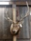 6x6 Elk Shoulder Mount Taxidermy