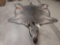 Zebra Rug Taxidermy