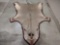 African Eland Rug Taxidermy
