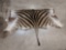 Zebra Back Skin Taxidermy