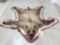 Nice Grizzly Bear Rug Taxidermy
