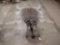 Big Soft Tanned Zebra Skin Taxidermy