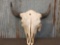 Large Herd Bull America Bison Buffalo Skull Taxidermy