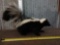 Skunk Full Body Taxidermy Mount
