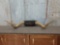 Vintage Longhorn Horns Taxidermy