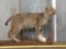 Bobcat Full Body Taxidermy Mount