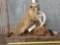 Badger Chewing On A Deer Antler Taxidermy