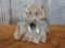 Pack Rat Full Body Taxidermy Mount