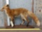 Red Fox Full Body Taxidermy Mount