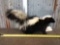Skunk Full Body Taxidermy Mount