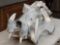 Big Hippopotamus Skull Taxidermy