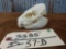 African Hyrax Skull