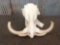African Warthog Skull Taxidermy
