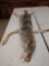 Canadian Wolf Tanned Fur
