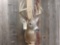 5x5 Whitetail Shoulder Mount Taxidermy