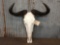 African Wildebeest Skull Taxidermy