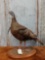 Bearded Hen Turkey Full Body Taxidermy Mount