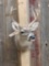 Black Tail Deer Taxidermy Mount
