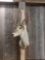 African Waterbuck Shoulder Mount Taxidermy