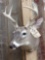 4x4 Whitetail Taxidermy Mount