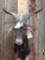 Spanish Goat Shoulder Mount Taxidermy