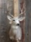5x5 Mule Deer Taxidermy Mount