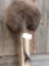 Buffalo Bison Rump Taxidermy