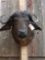 African Cape Buffalo Shoulder Mount Taxidermy