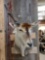 African Eland Shoulder Mount Taxidermy