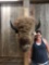 BIG Herd Bull America Bison Buffalo Shoulder Mount Taxidermy