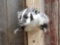 Badger Half Body Taxidermy Mount