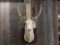 Fallow Deer Shoulder Mount Taxidermy