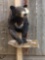 Black Bear Half body Taxidermy Mount