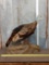 Turkey Full Body Taxidermy Mount