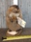 FAT Muskrat Full Body Taxidermy Mount