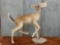 Whitetail Fawn Full Body Taxidermy Mount