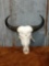 African Cape Buffalo Cow Skull Taxidermy