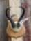 African Springbok Horns On Plaque Taxidermy
