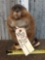 Muskrat Full Body Taxidermy Mount