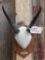 African Reedbuck Horns On Plaque Taxidermy