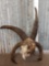 Jacobs 4 Horn Sheep Skull Taxidermy