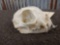Big Bobcat Skull Taxidermy