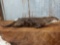 Otter Full Body Taxidermy Mount